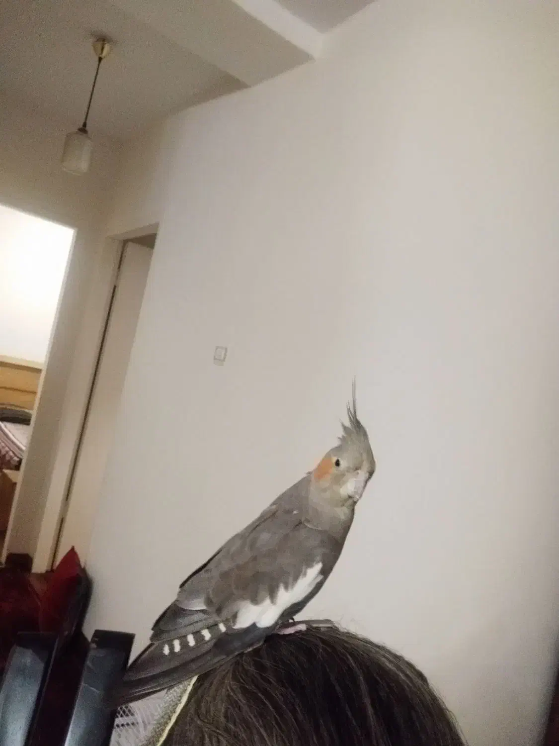 عروس هلندی|پرنده|کرج, شهرک بنفشه|دیوار