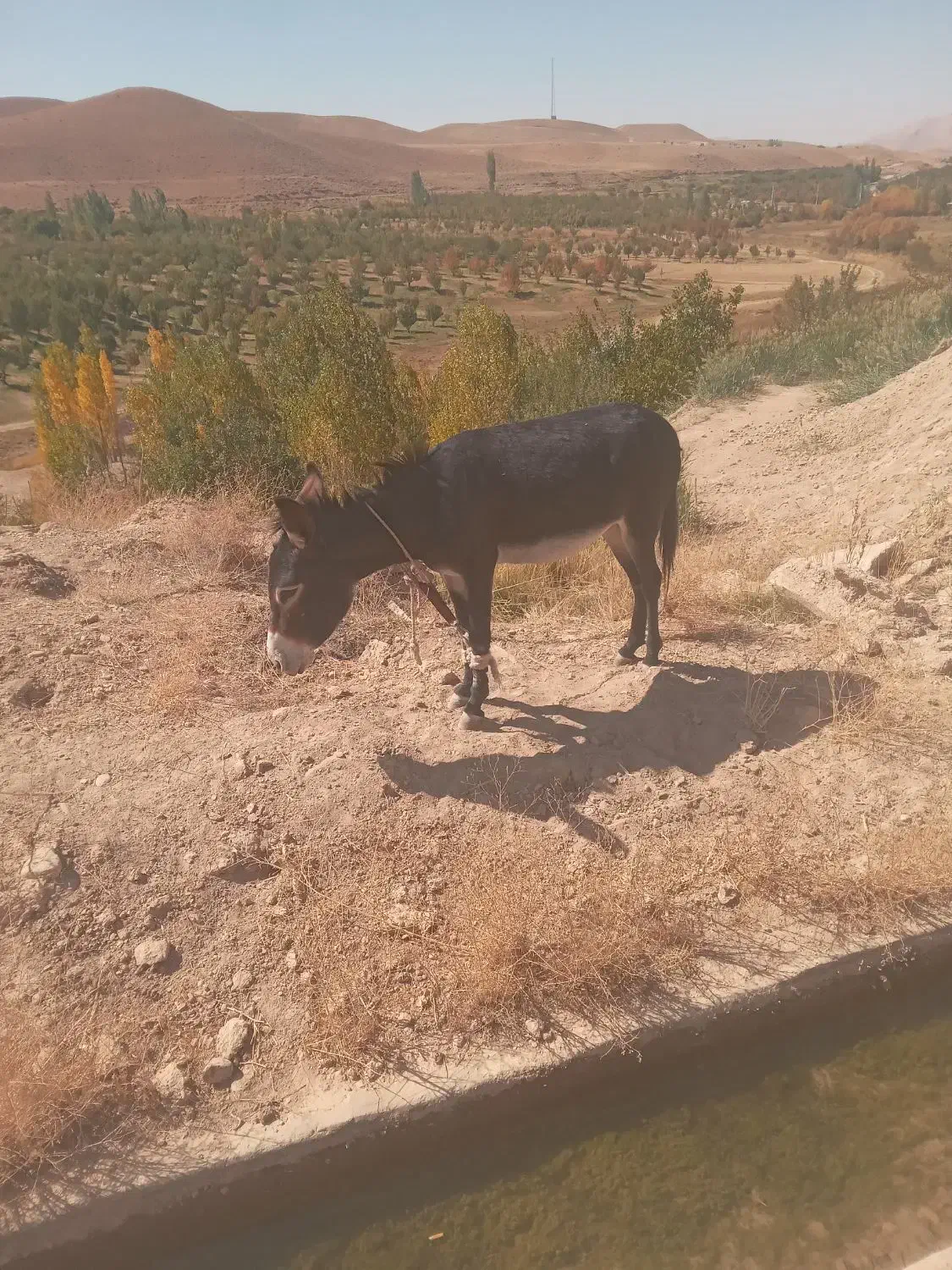 یکعددمادهخرجوان|حیوانات مزرعه|شهرضا, |دیوار