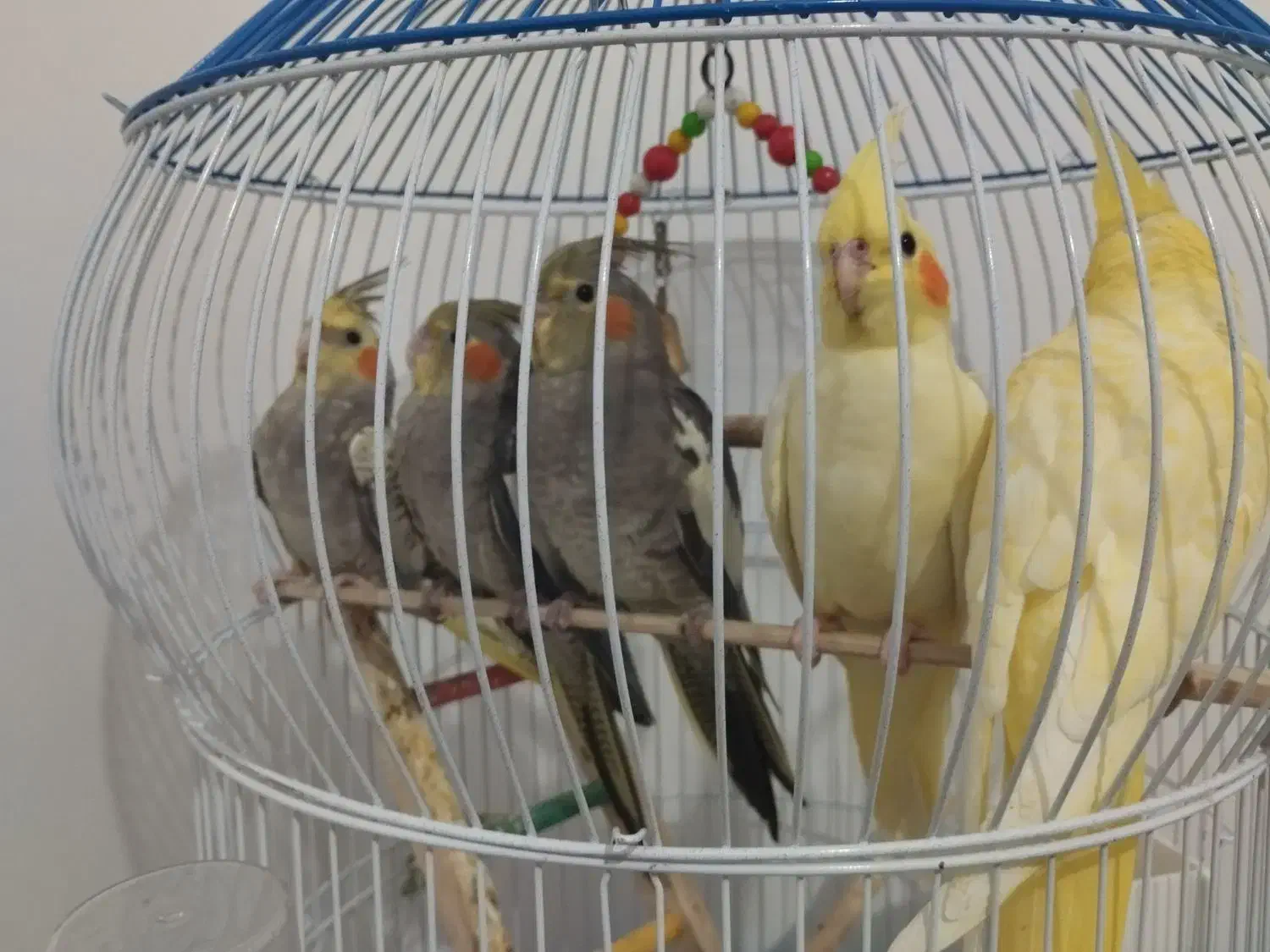 عروس هلندی دو تا 4ماهه|پرنده|رشت, نخودچر|دیوار