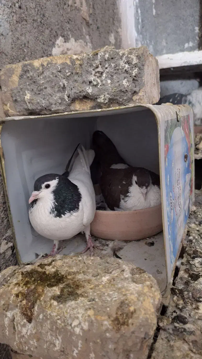 کبوتر جفتگاه چپ سینه ساده کلاق دم|پرنده|مشهد, حضرت حجت|دیوار