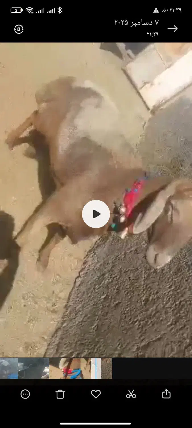 شیشک قوچ چینی|حیوانات مزرعه|خمین, |دیوار