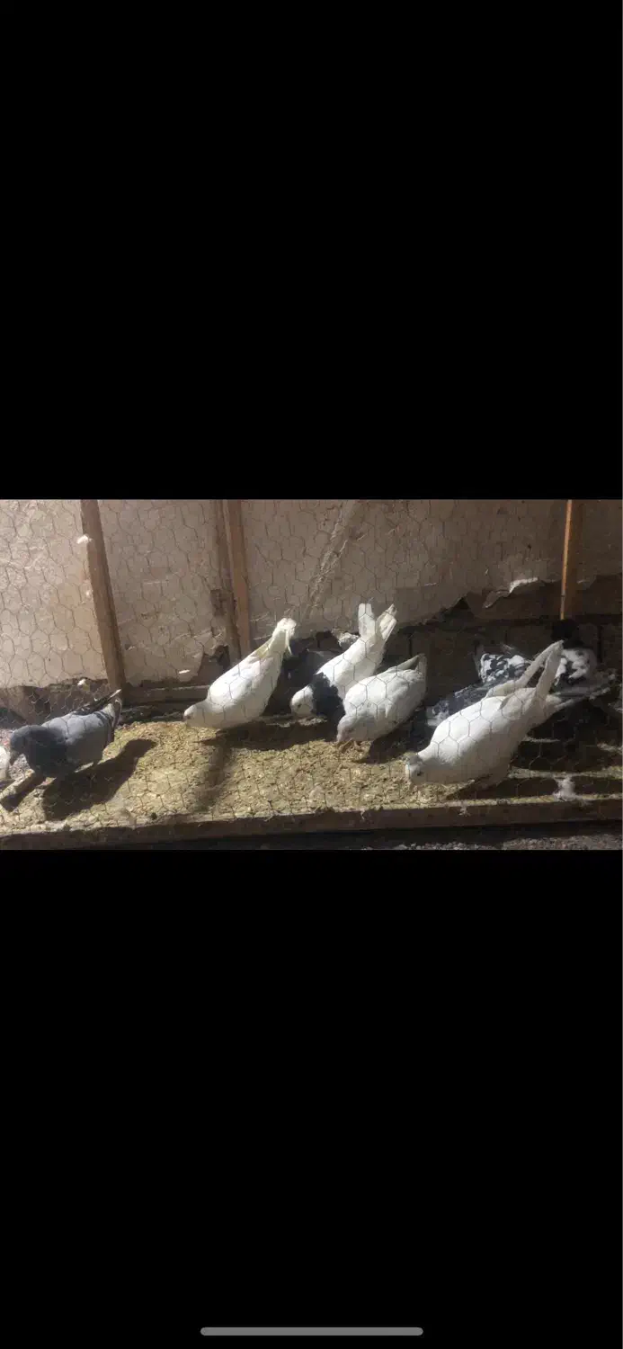 ۱۰ تا کفتر رنگه و المانی صید قلدور|پرنده|مشهد, نوده|دیوار