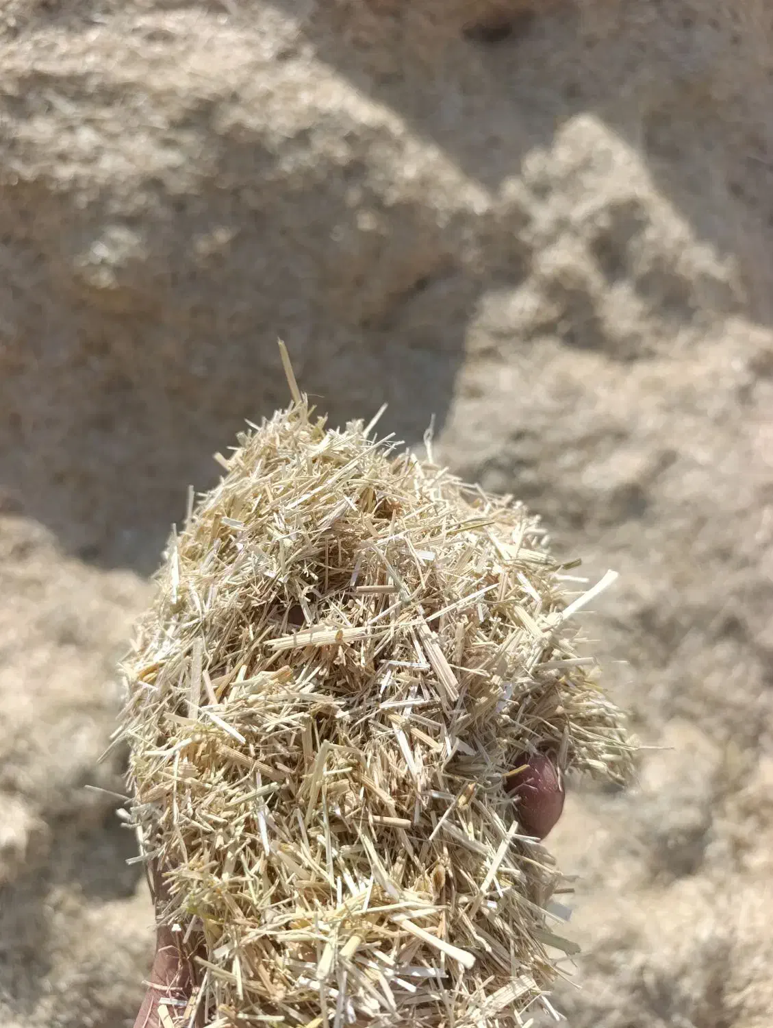 فروش کاه|عمدهفروشی|کامفیروز, |دیوار