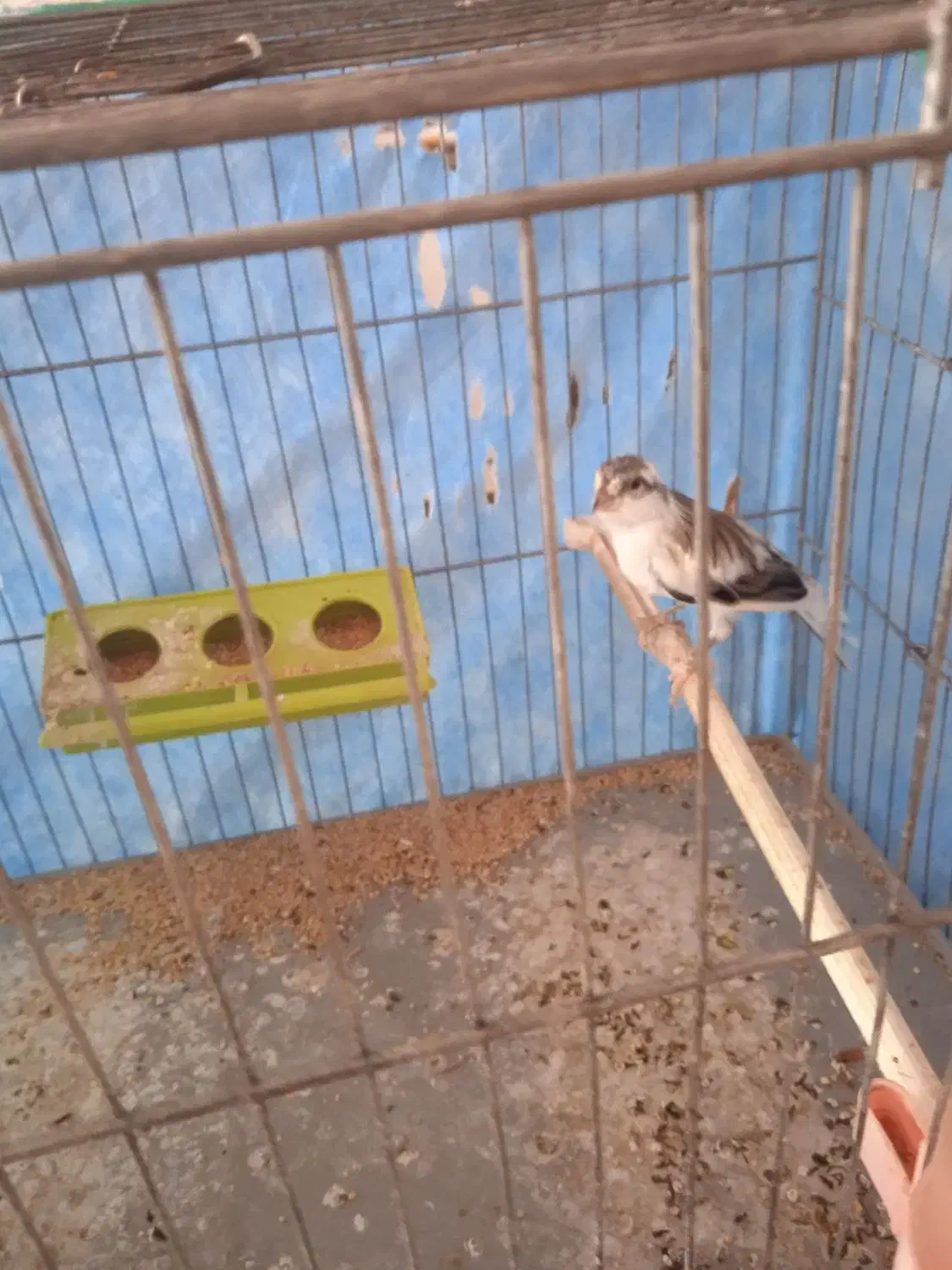 قناری|پرنده|میبد, |دیوار