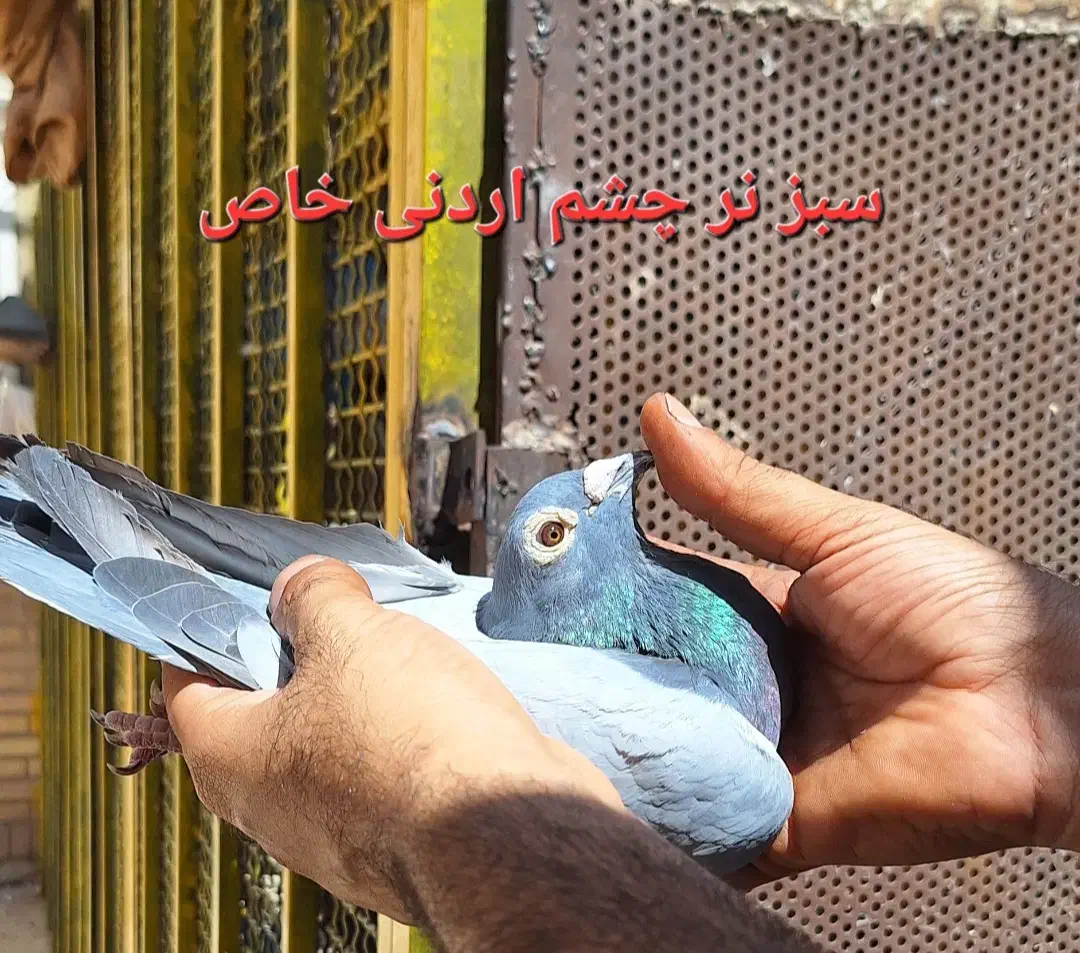 تعدادی کبوتر خوب|پرنده|اهواز, کوی مهدیس|دیوار