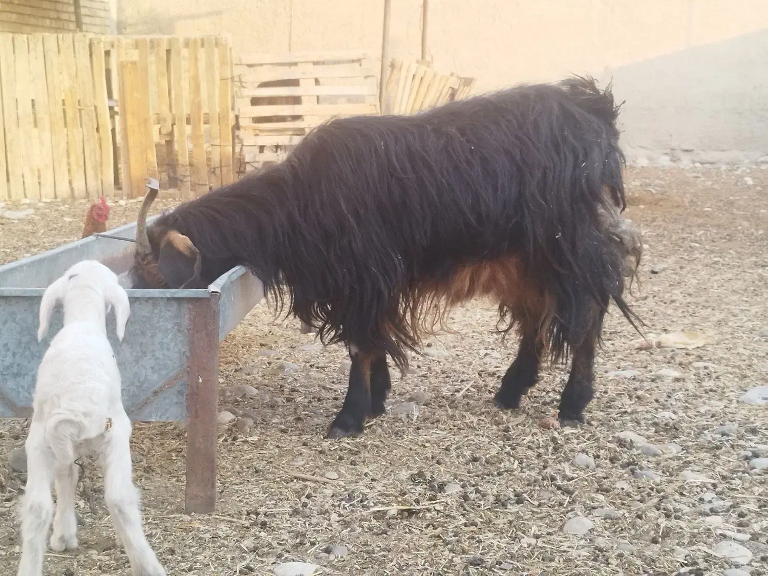 بز چپر با بره|حیوانات مزرعه|مهران (ایلام), |دیوار