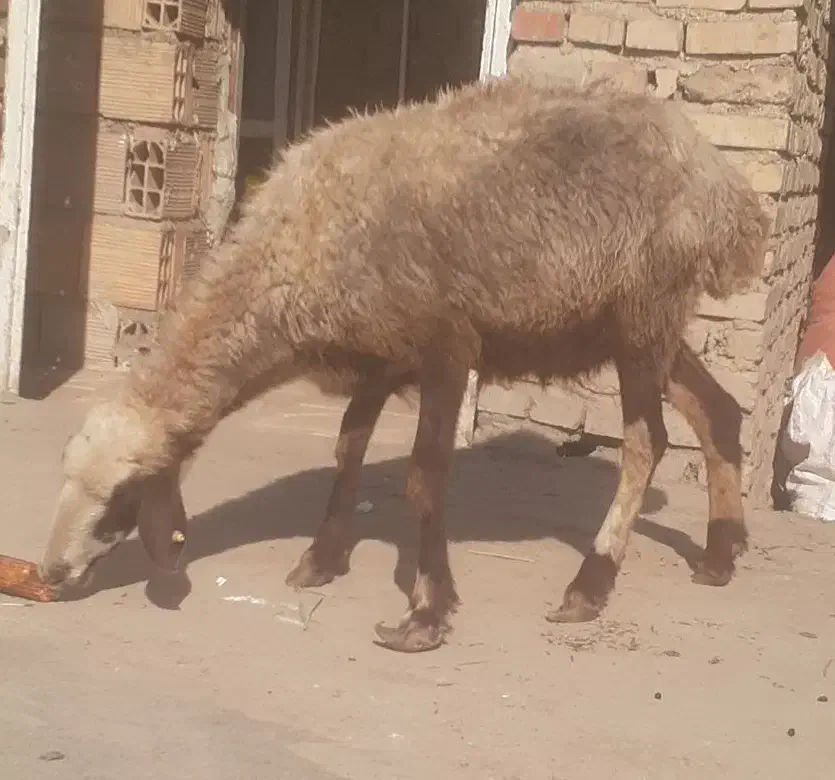 بره گوسپند|حیوانات مزرعه|مینودشت, |دیوار