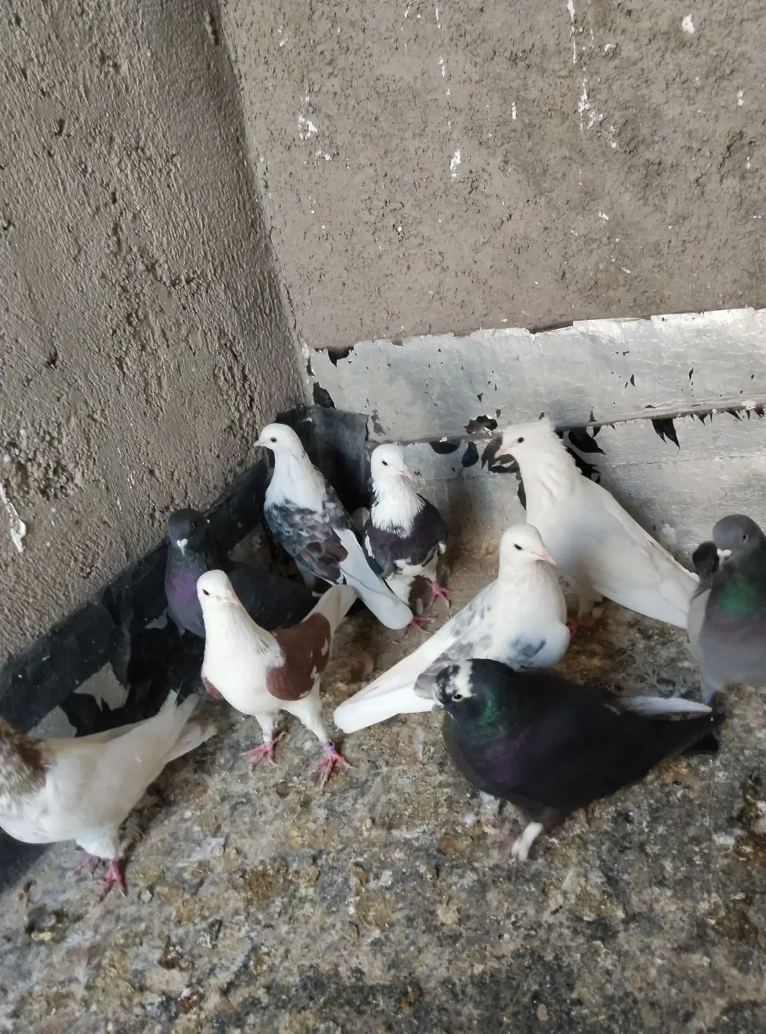 کبوتر پرشی ساعت سنگین|پرنده|رباطکریم, منجیل آباد|دیوار