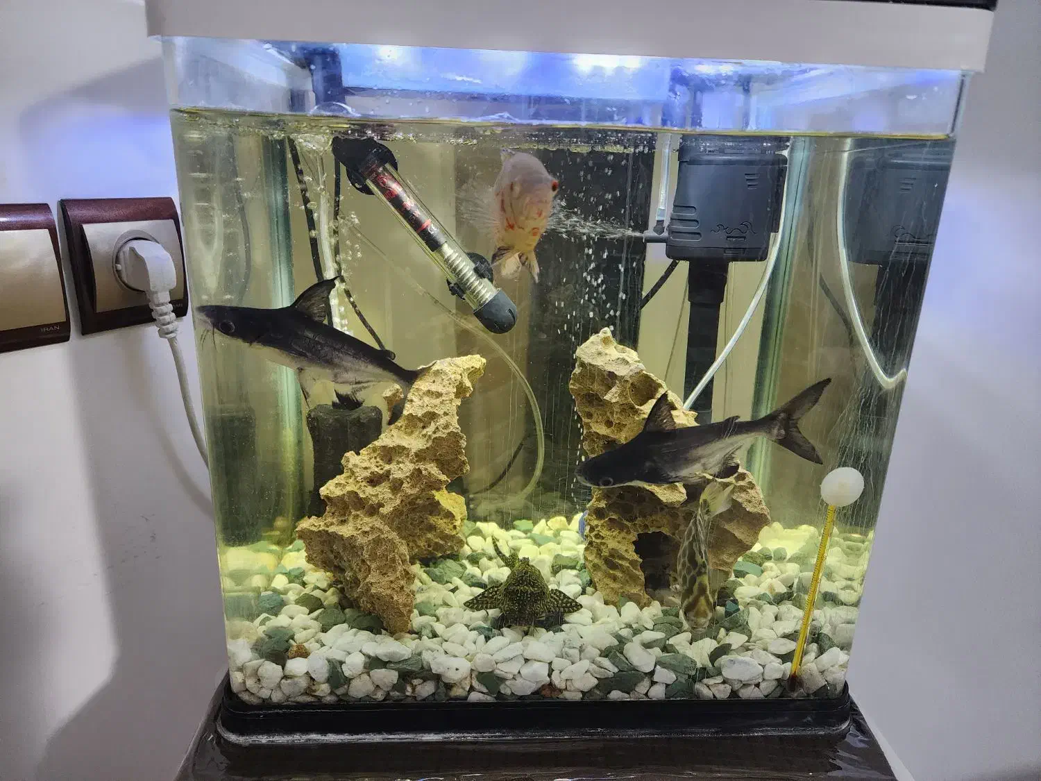 اکواریوم K390|ماهی|برازجان, |دیوار