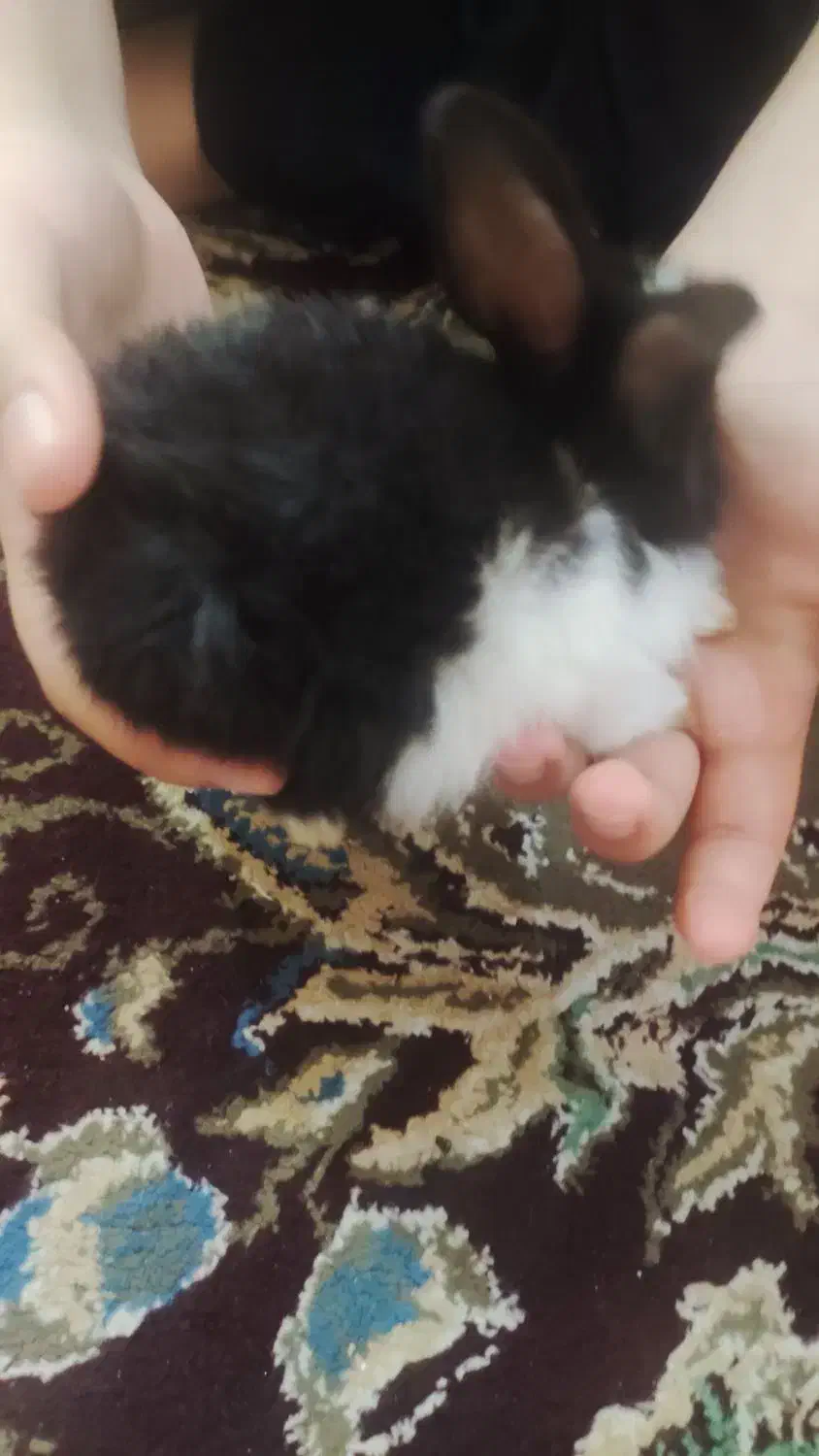 بچه خرگوش ها|موش و خرگوش|برازجان, |دیوار