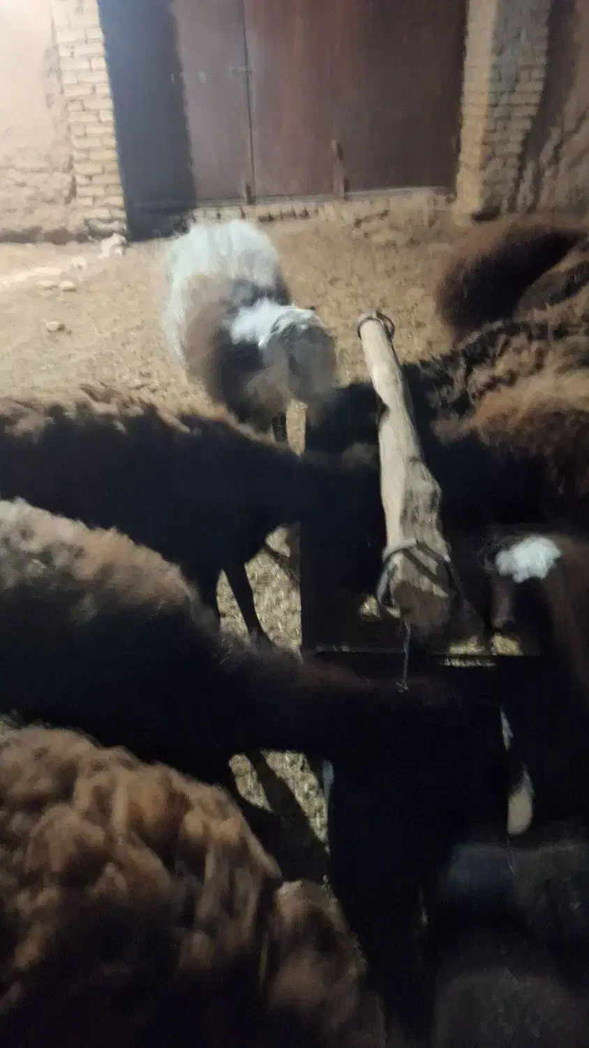 فروش ۲۱عدد بره ماده قوچ خورده|حیوانات مزرعه|تربت‌حیدریه, پائین ولایت|دیوار