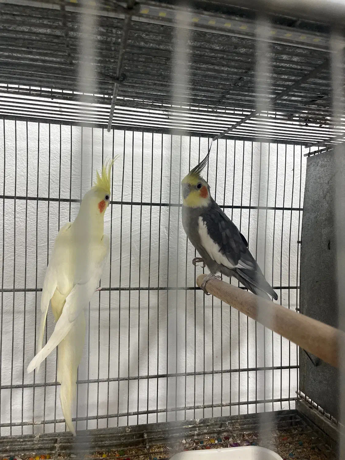 عروس هلندی|پرنده|قشم, |دیوار