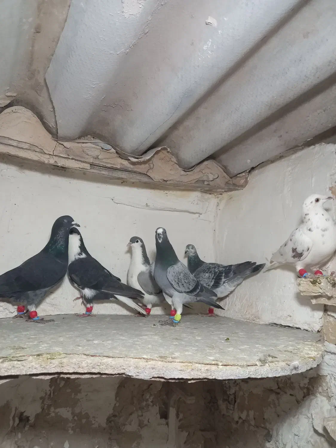 ۲۰ تا کفتر بمب چنارون|پرنده|مشهد, دوست آباد|دیوار