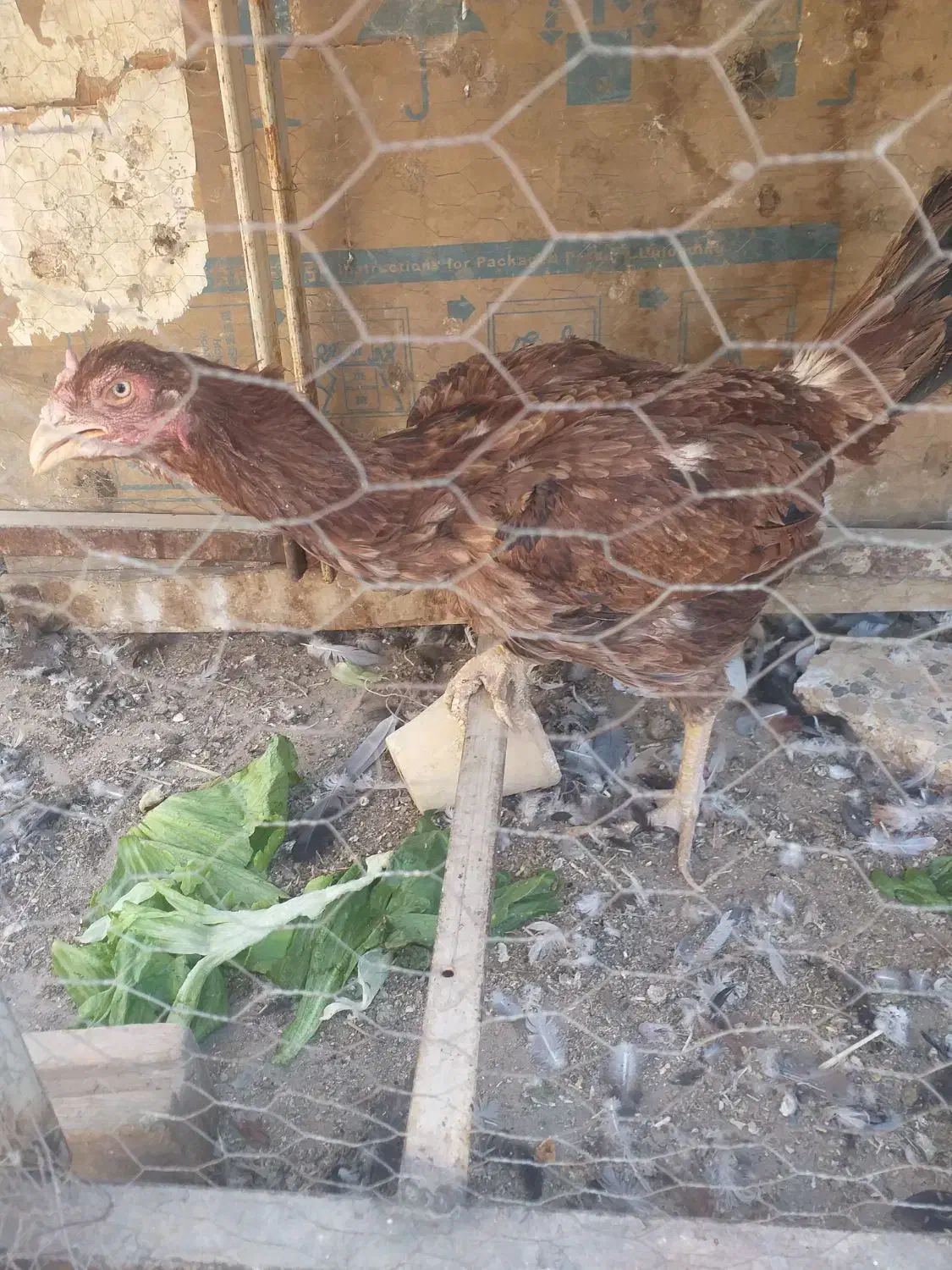 مرغ لاری کرچ|حیوانات مزرعه|خمینیشهر, |دیوار