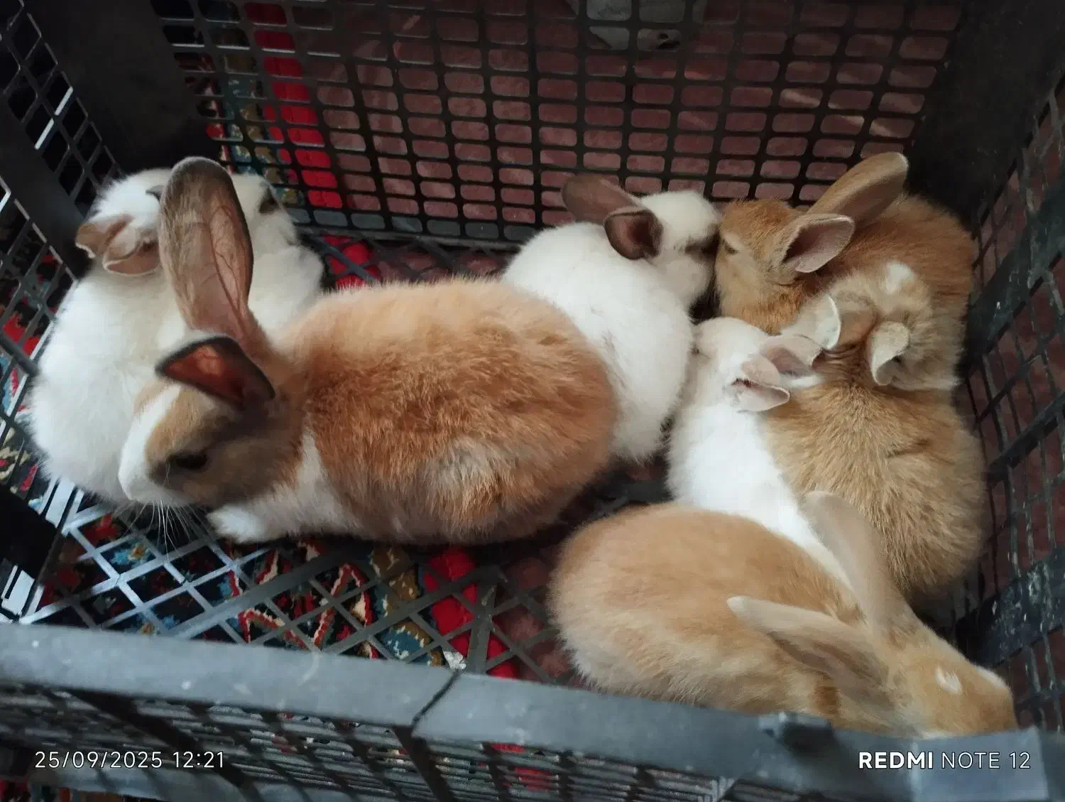 خرگوش|موش و خرگوش|قره چای, |دیوار