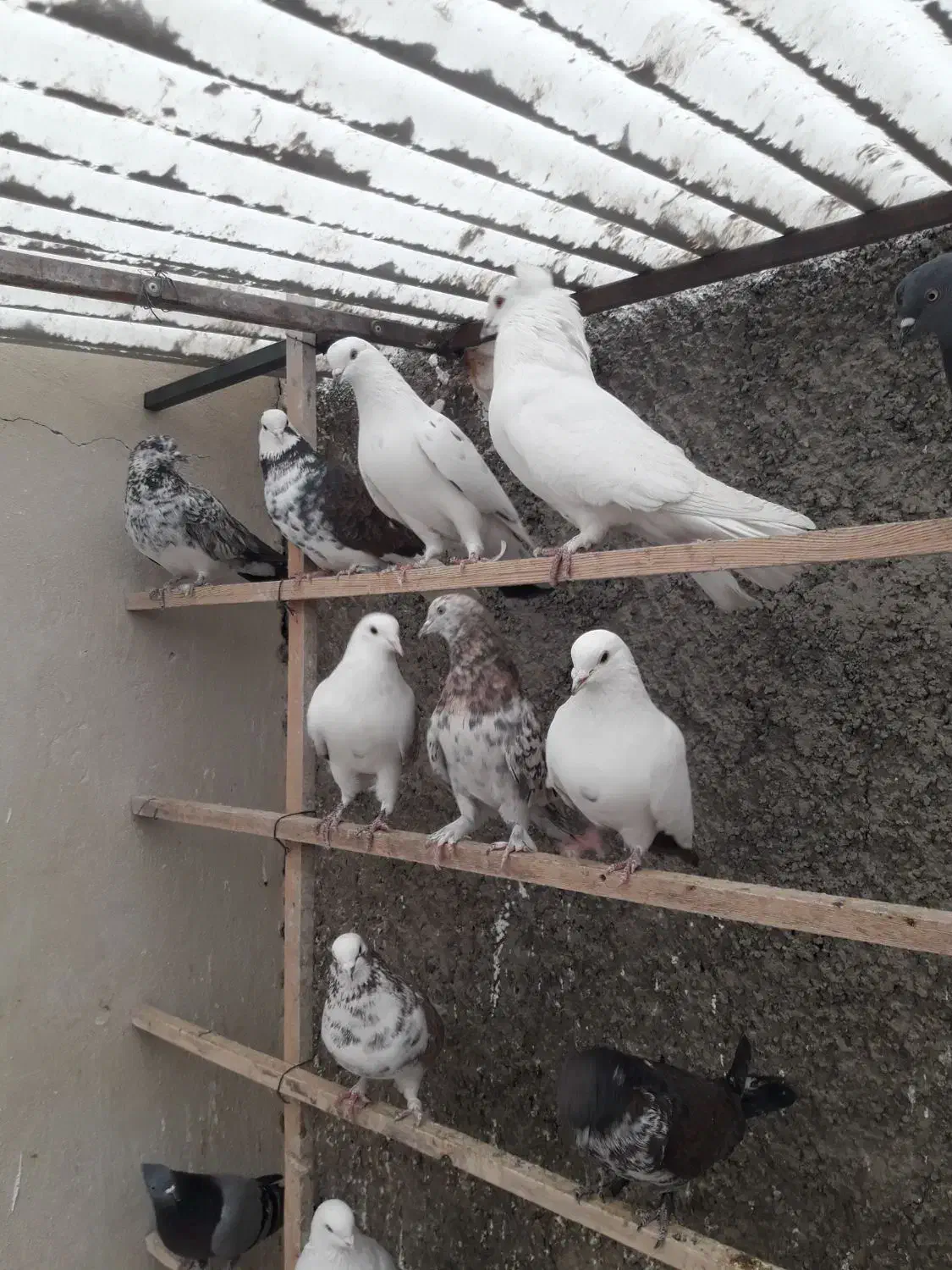 ۲۰طوق کبوتر پرشی|پرنده|تهران, جوادیه|دیوار