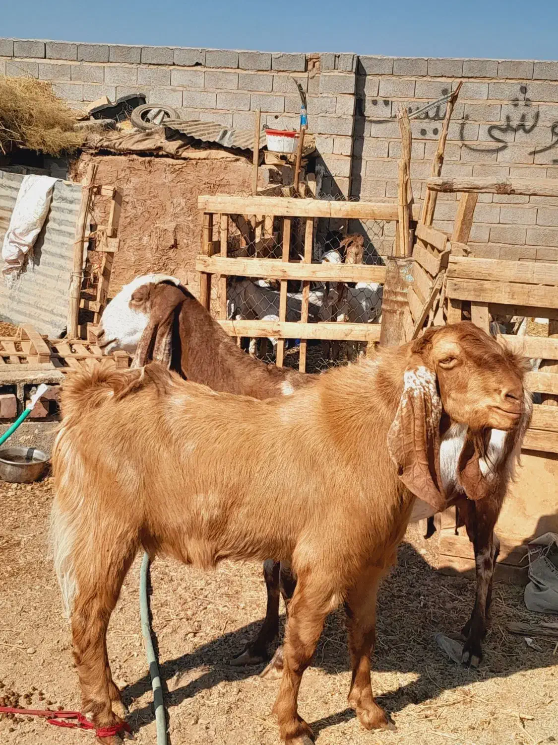 گوسفند پاکستانی گلابی و بز پاکستانی گلابی ونری|حیوانات مزرعه|کرمان, |دیوار