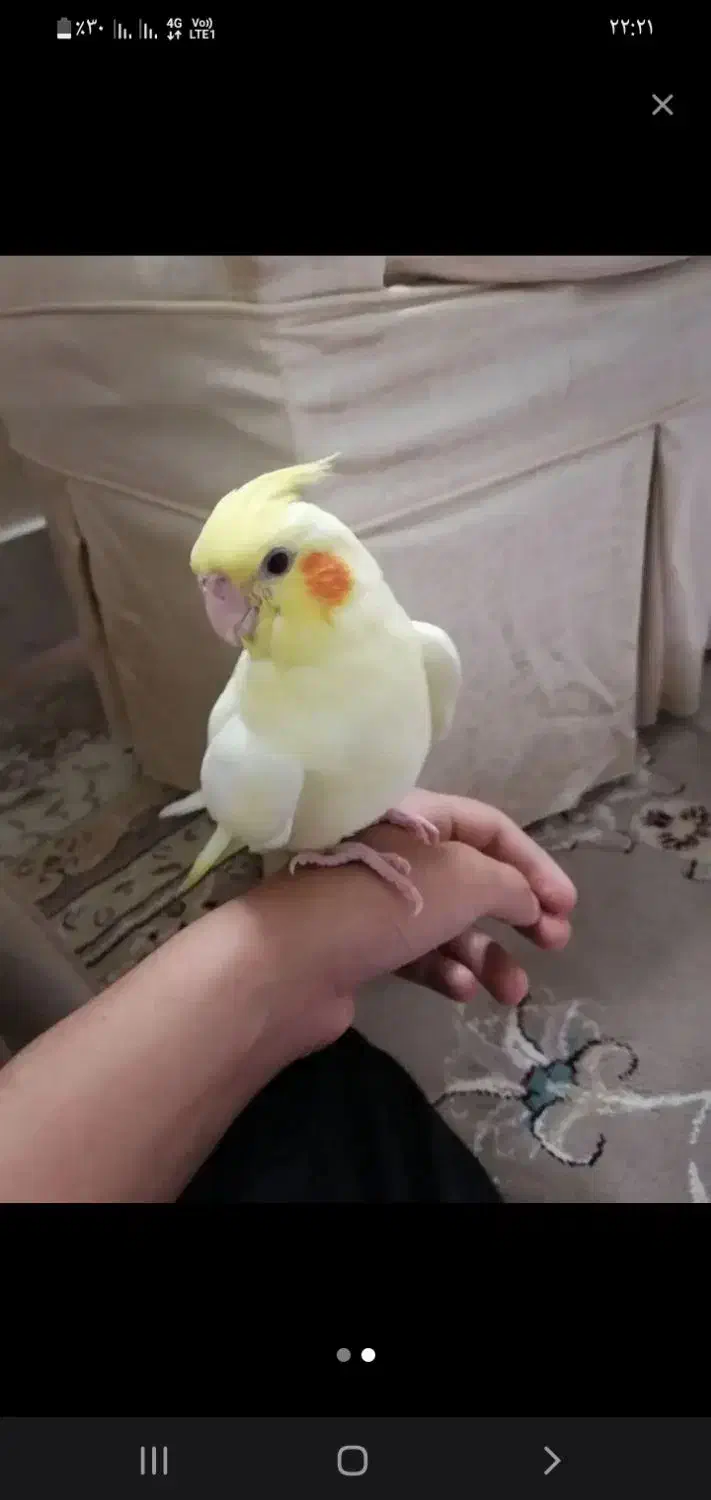 عروس گمشده|حیوانات|قم, ولیعصر|دیوار