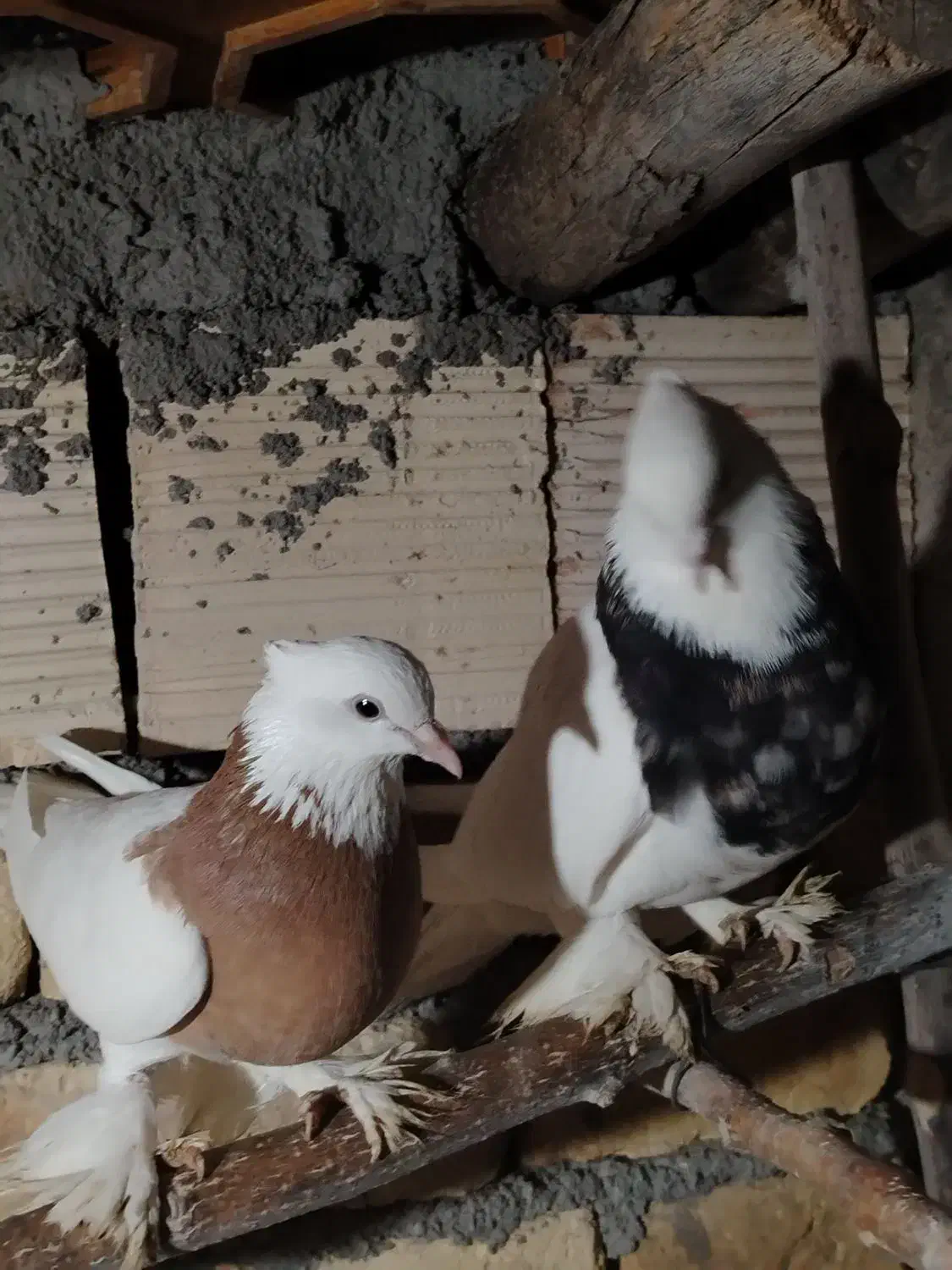 کفتر طوقی پاپر|پرنده|مبارکه, |دیوار