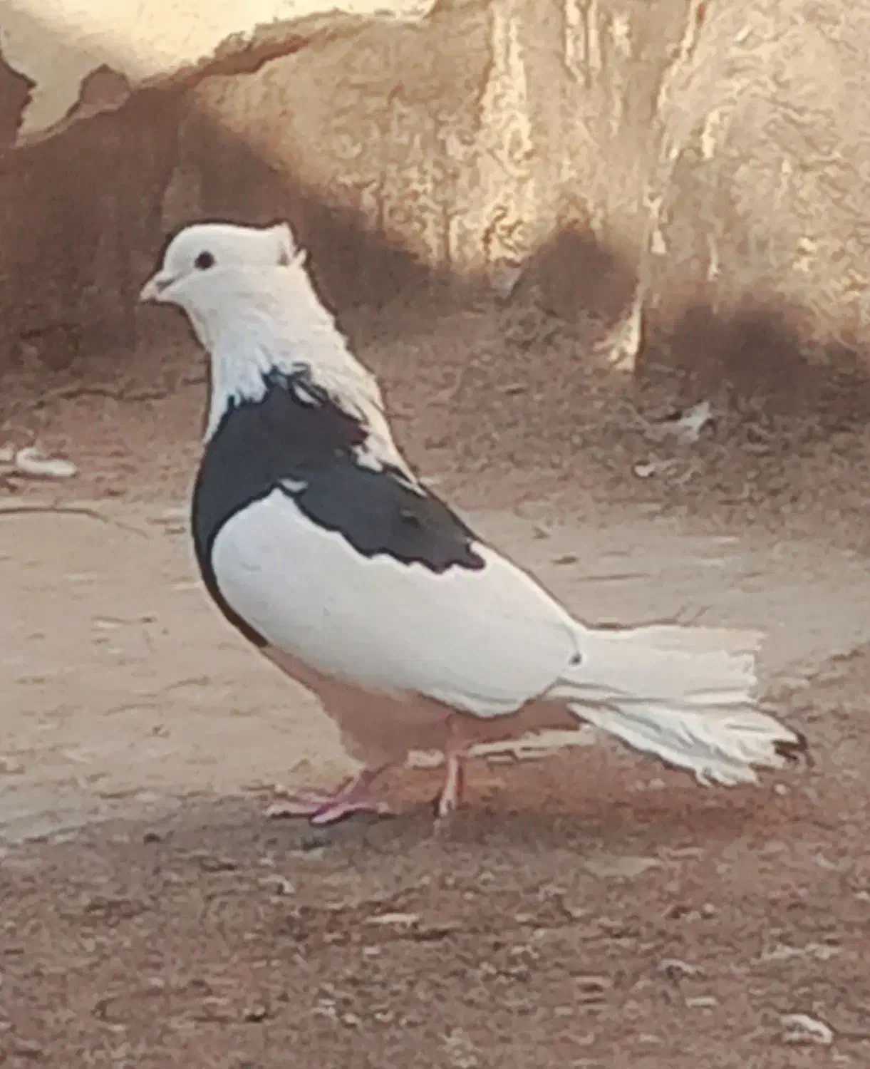 کفتر ابلغ تیک پاره|پرنده|تهران, مسعودیه|دیوار