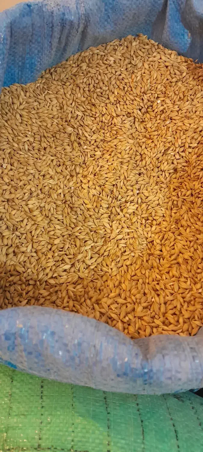 ۳۰۰ کیلو جو فروشی|لوازم جانبی حیوانات|گلپایگان, |دیوار