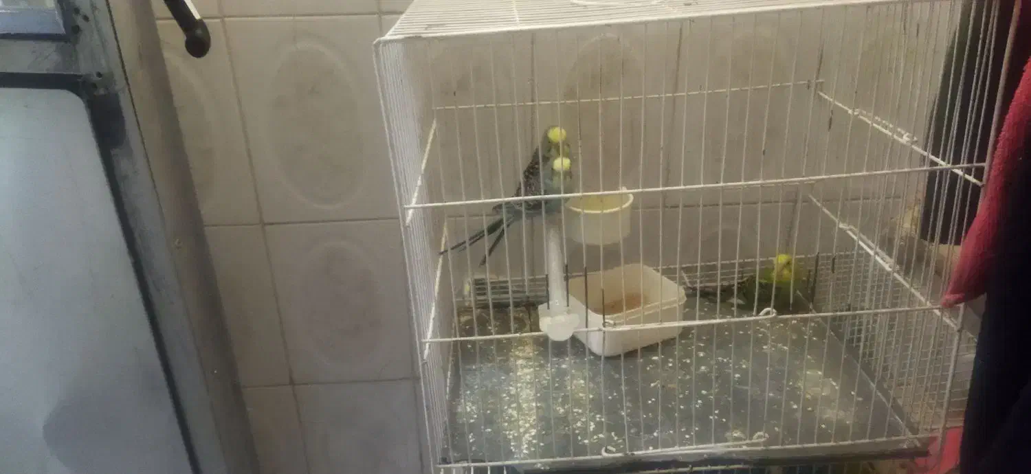 یک جفت مرغ عشق با سه تا جوجه و یک تخم|پرنده|مشهد, تلگرد|دیوار