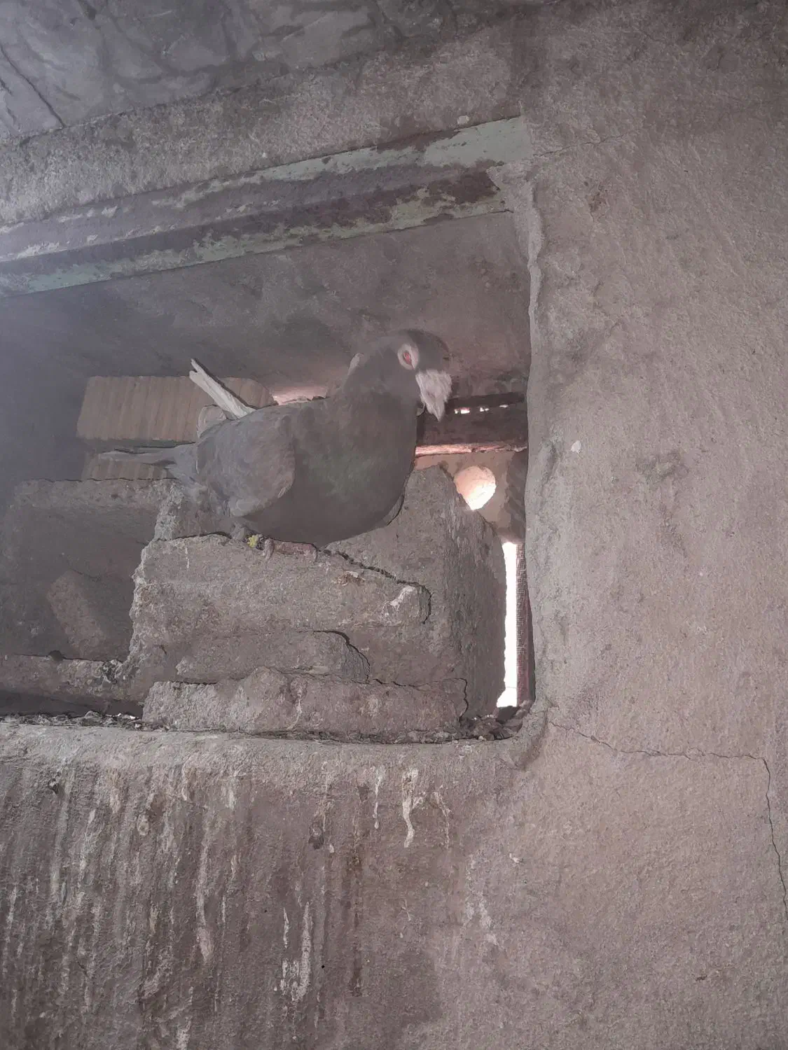 پلاکی|پرنده|دهدشت, |دیوار