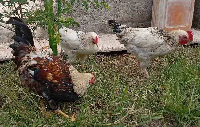 خروس شهری|حیوانات مزرعه|درگهان, |دیوار