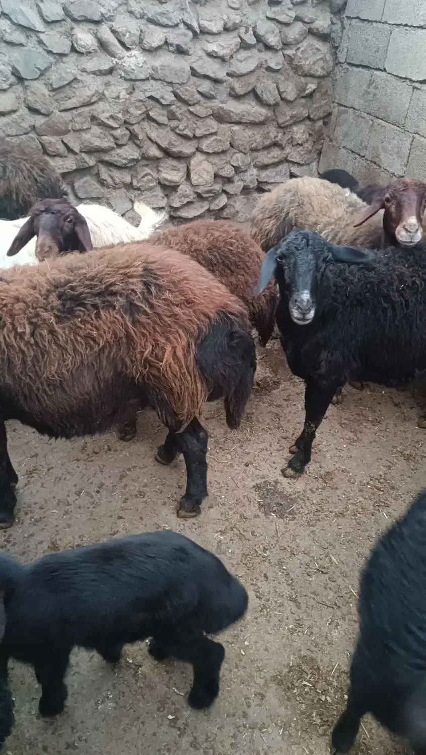 گوسفند بره دار|حیوانات مزرعه|سلطانیه, |دیوار