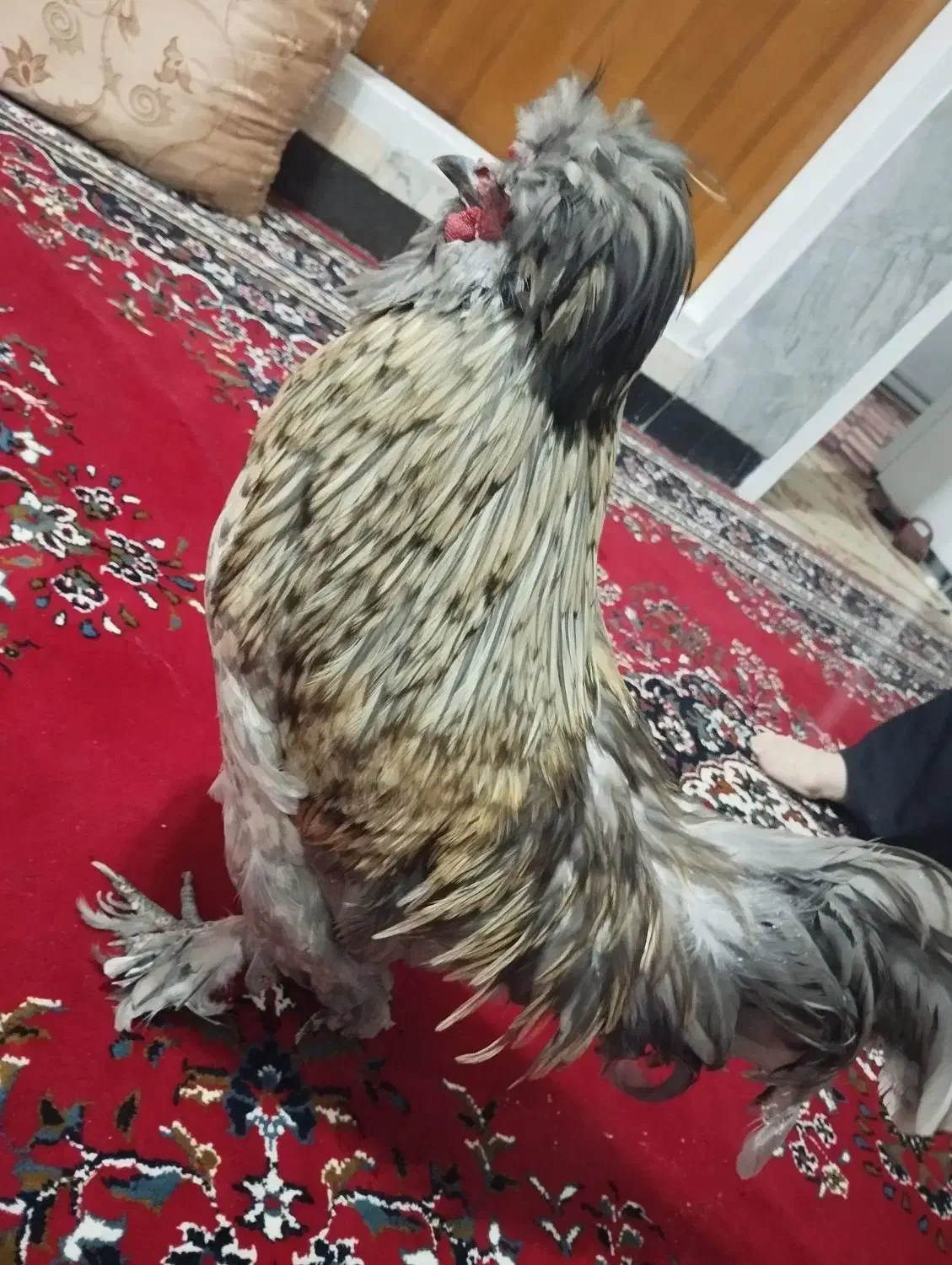 خروس فانتزی|حیوانات مزرعه|نجفآباد, یزدانشهر|دیوار