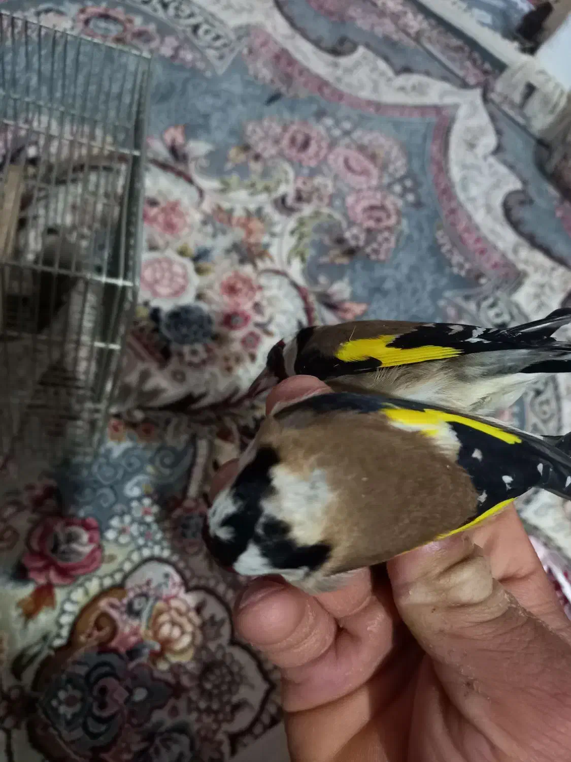 سهره درشت کردستان|پرنده|باوی, |دیوار