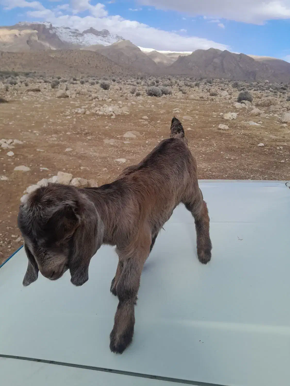 (کهره شیری)ماده|حیوانات مزرعه|خفر, |دیوار