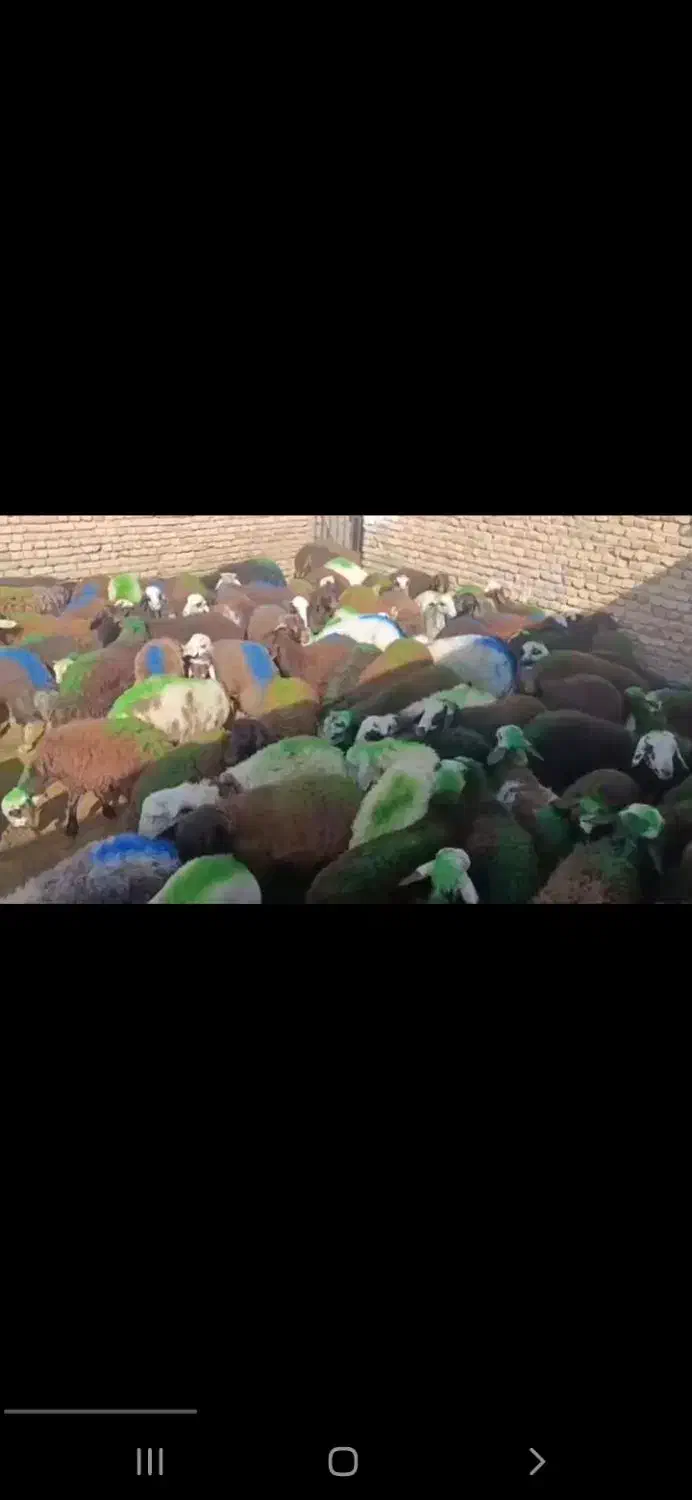 بره نر باب مالداران کل|حیوانات مزرعه|مشهد, عسگریه|دیوار