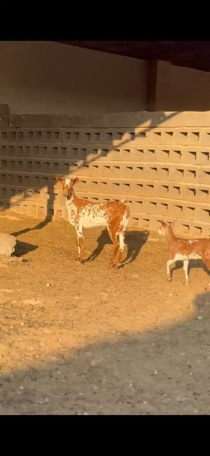 بزغاله و بره|حیوانات مزرعه|مشهد, جنت|دیوار