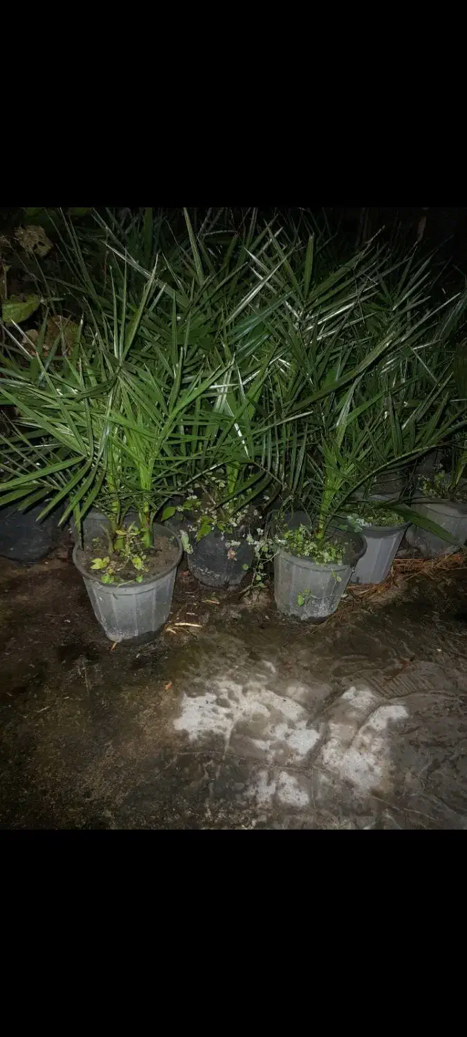 فروش فونیکس سطل ۴|گل و گیاه طبیعی|واجارگاه, |دیوار