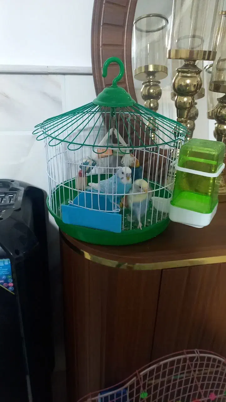 فروش ۱جفت مرغ عشق|پرنده|قم, شهرک مهدیه (مدرس)|دیوار