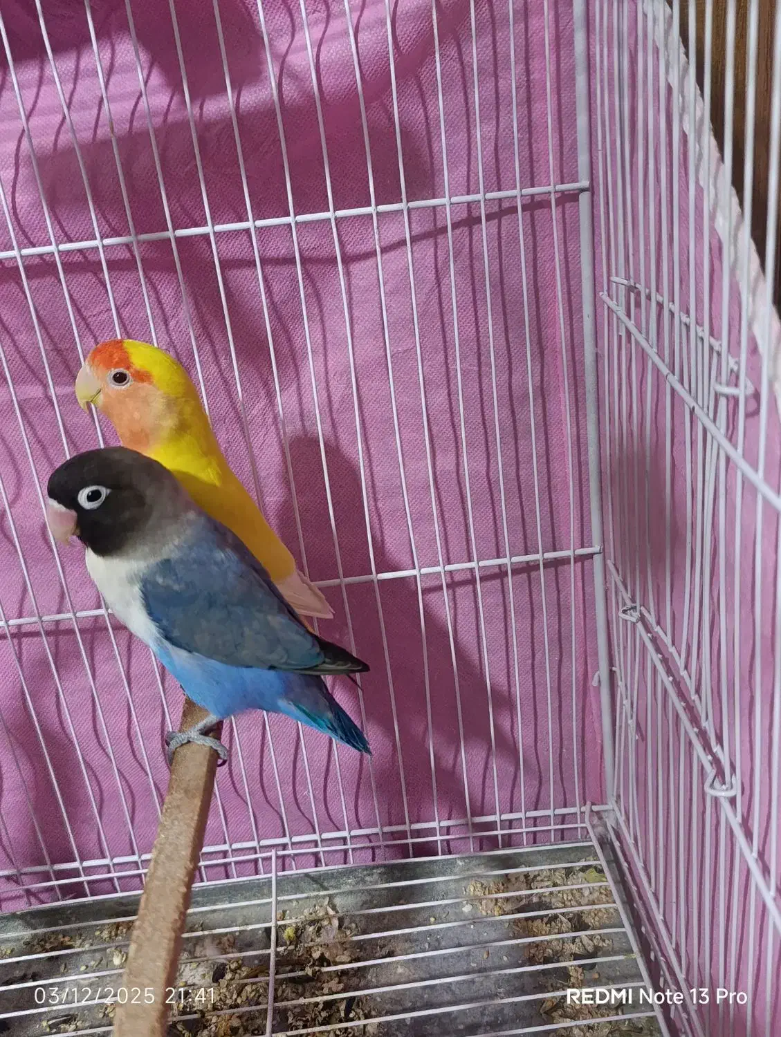 جفت طوطی برزیلی|پرنده|گنبد کاووس, |دیوار