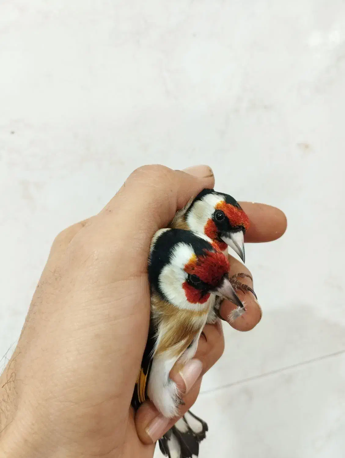 سهره نر|پرنده|اصفهان, شاهد|دیوار