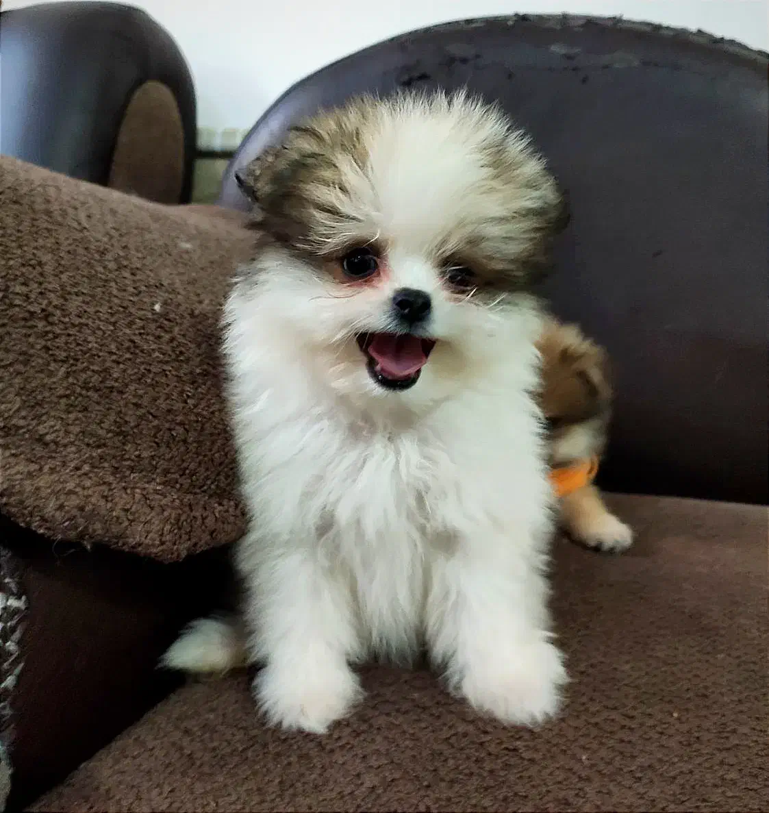 واگذاری سگ پامرانین پاندایی خرسی.|سگ|مشهد, الهیه|دیوار