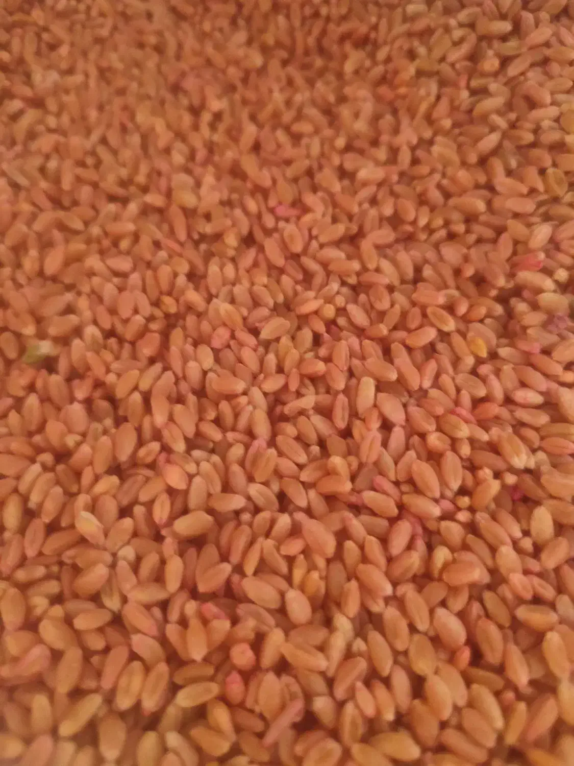 گندم بوجاری شده پیشکام|عمده‌فروشی|کنگاور, |دیوار