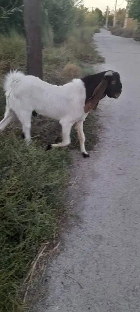 بز نر برای فروش|حیوانات مزرعه|خرمشهر, |دیوار