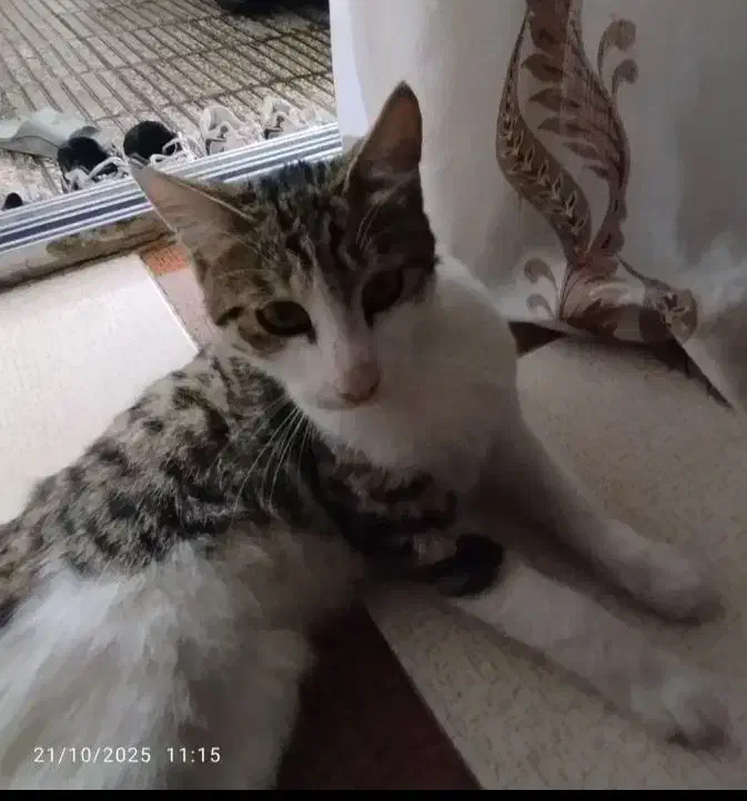 گربه رایگان|گربه|آزادشهر, |دیوار