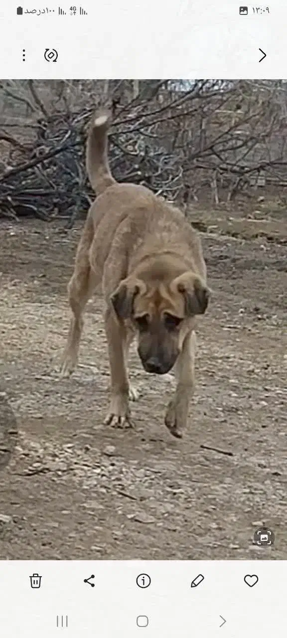 سگ گمشده|حیوانات|شاهرود, |دیوار