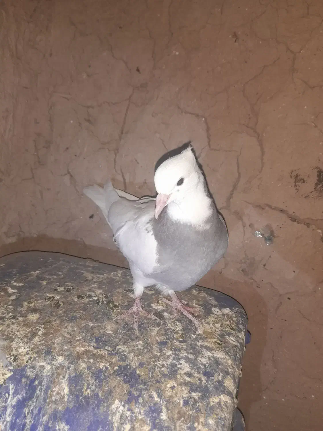 طوقی فروشی|پرنده|عطاملک, |دیوار