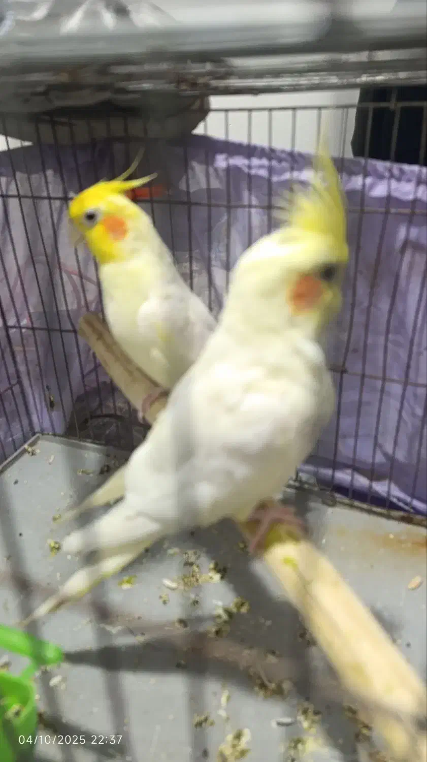 پرنده مولد طوطی عروس|پرنده|تهران, شهرک استقلال|دیوار