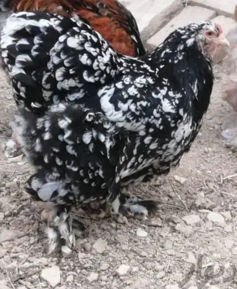 فروش تخم نطفه دار برهما بلک متلد|حیوانات مزرعه|یزد, |دیوار