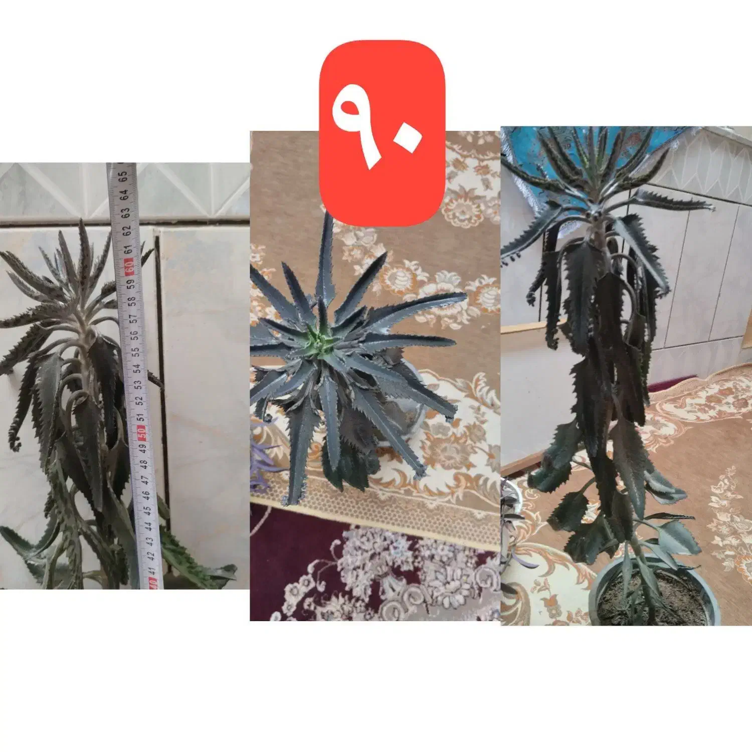 گل طبیعی خونگی شاداب|گل و گیاه طبیعی|قائن, |دیوار