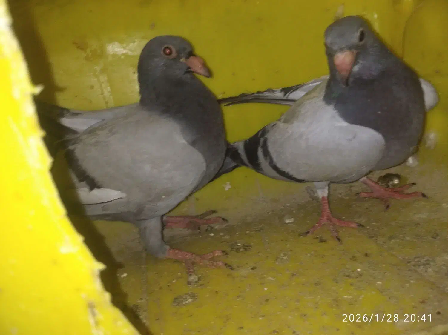 کبوتر|پرنده|سراوان, |دیوار