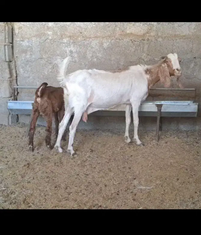 میش و بره و بز و کهره|حیوانات مزرعه|زرند, |دیوار