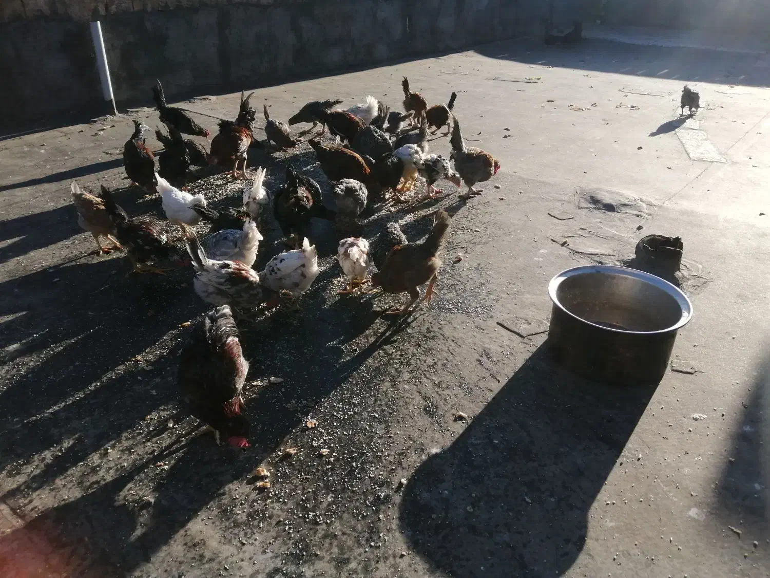 خروس گلین|حیوانات مزرعه|چناران, |دیوار